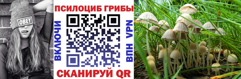 Псилоцибиновые грибы Psilocybe Онега